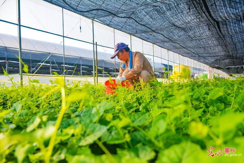 寒露育苗忙 科技助力农业技术开发与乡村振兴