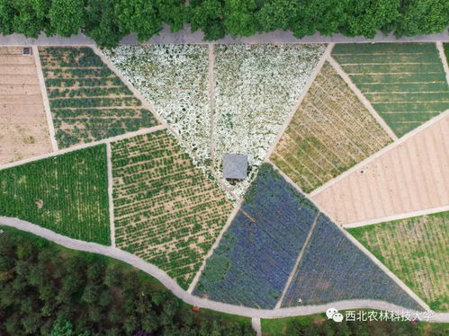 万亩高粱红了 农业技术开发助力产业升级