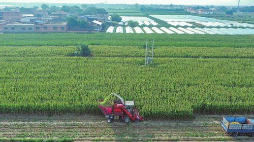 现代农业技术开发 农机在玉米收获中的关键作用