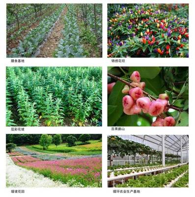 风景这边独好——沙头镇谱写生态休闲旅游新篇章与农业技术开发