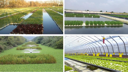 郑展望 乡村环境价值产业开发——“碧水渔仓”项目模式实践与农业技术开发