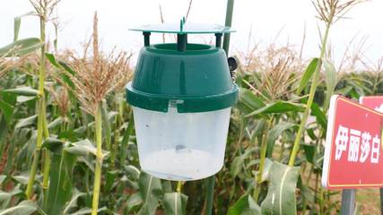 生物农药统一防治助力汉南甜玉米品质保障