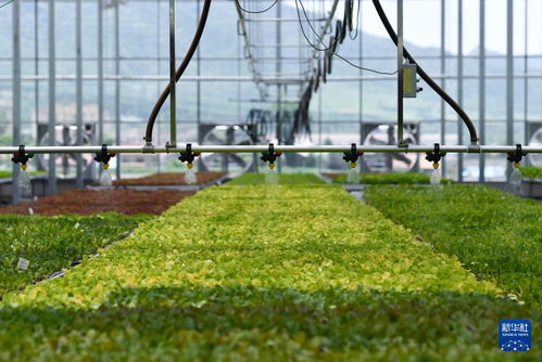 陕西宝鸡 以农业技术开发推动绿色发展，擘画乡村振兴新图景