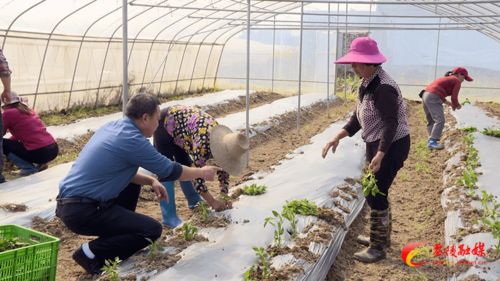 科技下乡，精准赋能 农业技术开发引领产业新变革
