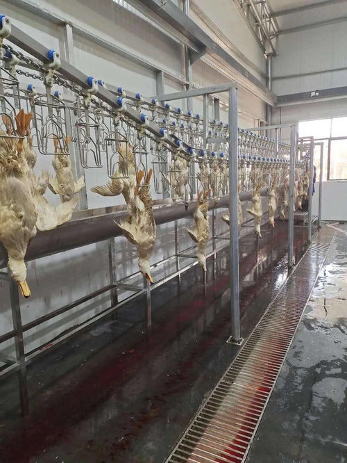 青企领航，科技赋能现代农业——江西绿之星农业科技发展有限责任公司技术开发实践