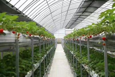 甘肃榆兴生态农业科技开发 引领现代农业技术创新与绿色转型