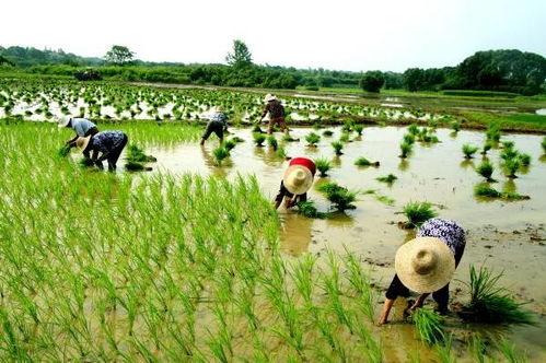 寄情脚下土地 深耕绿色农业——农业技术开发的时代使命与实践路径