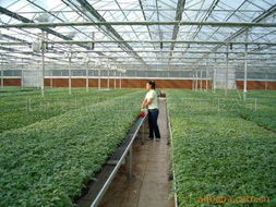 北京茂丰源农业科技发展 种子种苗产品与农业技术开发全览